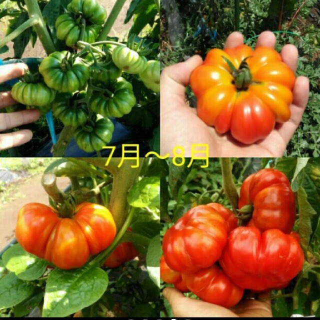 〈１月蒔き〉イタリア野菜の種 珍しい形のトマト種子10粒 フィオレンティーノ ハンドメイドのフラワー/ガーデン(その他)の商品写真