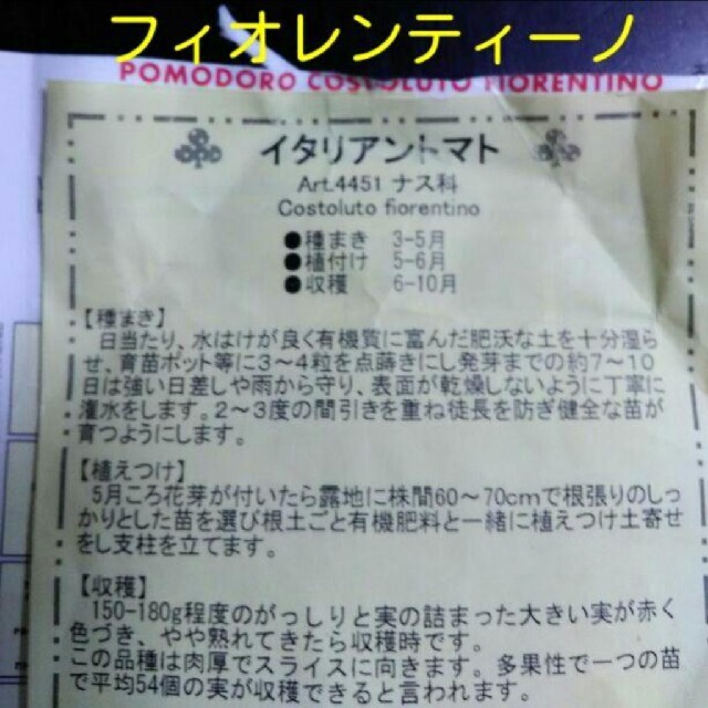 〈１月蒔き〉イタリア野菜の種 珍しい形のトマト種子10粒 フィオレンティーノ ハンドメイドのフラワー/ガーデン(その他)の商品写真