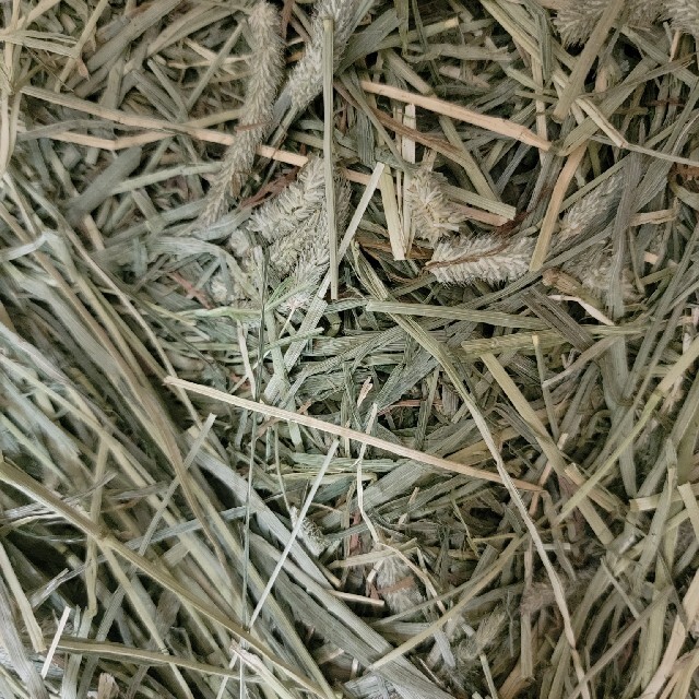 チモシー 20kg ウサギ モルモット うさぎ デグー チンチラ １番刈り 餌