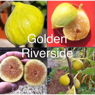 Golden Riverside    いちじく　苗　ゴールデンリバーサイド