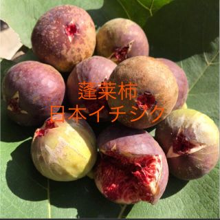 無農薬  イチジク  挿し木用穂木 3本 蓬莱柿 日本種 白いちじく  tri5(その他)