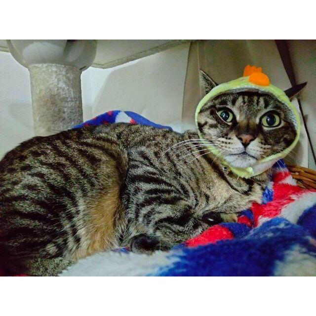 可愛い猫の帽子♡かぶりもの♡ひよこ♡コスプレ♡ その他のペット用品(猫)の商品写真