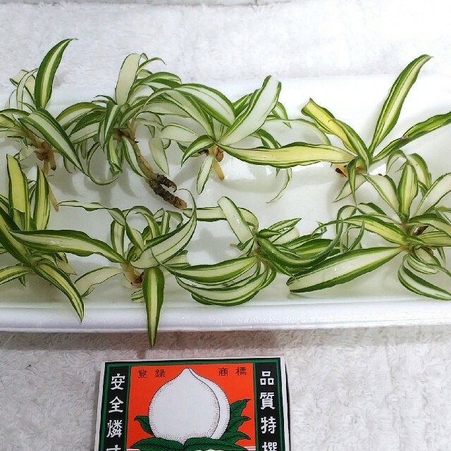 オリズルラン 斑入り 根付 オリズルラン苗 繁栄 観葉植物 水耕栽培 地植えの通販 By オレンジ S Shop ラクマ オリズルラン 斑入り 根付 オリズルラン苗 繁栄 観葉植物 水耕栽培 地植えの通販 By オレンジ S Shop ラクマ