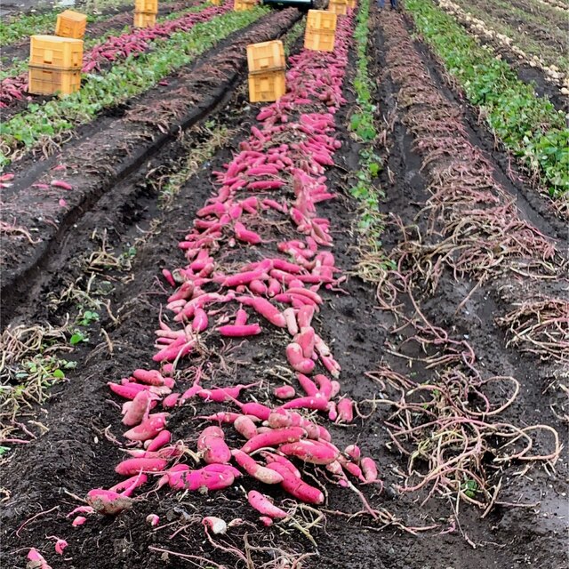 農家直送　完全天日干し　紅はるかせっこう　2kg