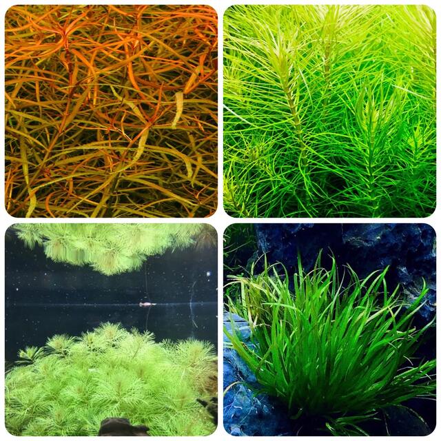 水草セット 中景 水中葉 無農薬 無害虫 その他のペット用品(アクアリウム)の商品写真