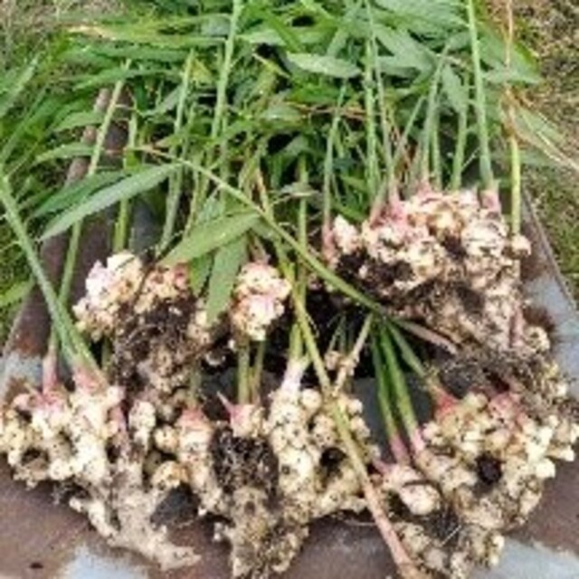 自然栽培　金色の手作り蒸し生姜パウダー10袋セット　農薬・肥料・畜糞堆肥不使用