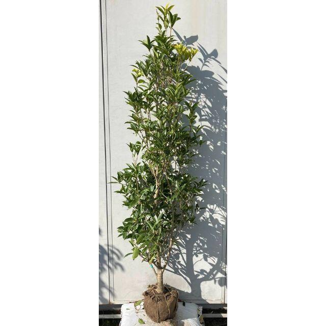 現品 四季咲きモクセイ 樹高1 9 根鉢含まず 30 白花 苗木 植木 Arkiva Gov Al
