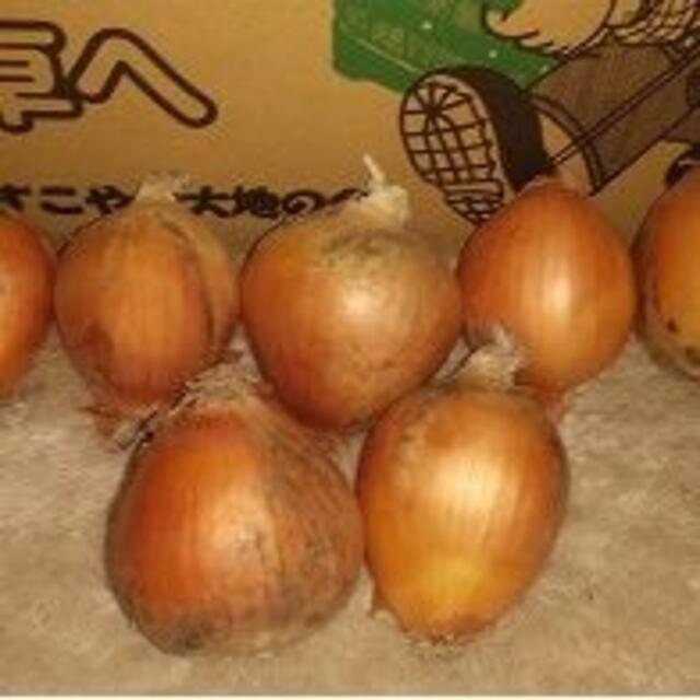 訳あり 北海道産玉ねぎ Mサイズ 20kgの通販 by 畑から食卓ヘ|ラクマ 訳あり 北海道産玉ねぎ Mサイズ 20kgの通販 by 畑から食卓ヘ|ラクマ