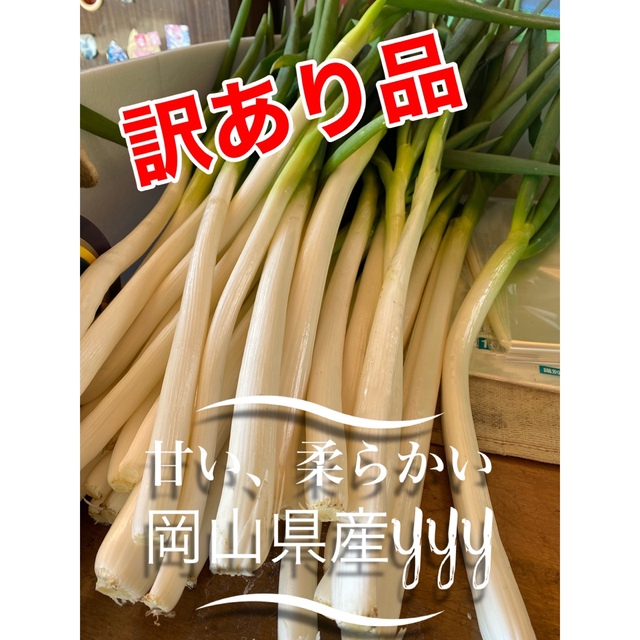 訳あり品  安く出品  白ネギ 岡山県産 食品/飲料/酒の食品(野菜)の商品写真