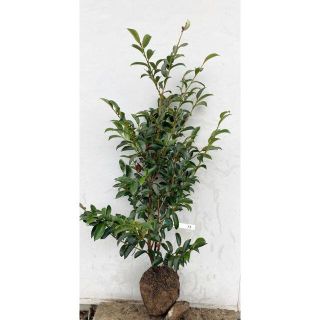 《現品》本榊（ホンサカキ）樹高1.0ｍ　79（根鉢含まず）《苗木/植木/さかき》(その他)