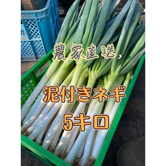 農家直送 茨城県産 泥付き ネギ 5キロ 白ネギ長ネギ 食品/飲料/酒の食品(野菜)の商品写真