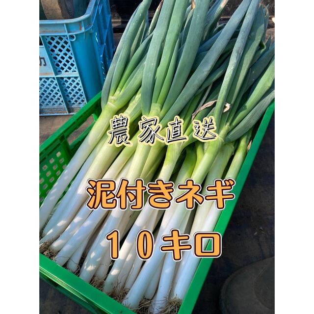 農家直送 茨城県産 泥付き ネギ 10キロ 白ネギ 長ネギ 食品/飲料/酒の食品(野菜)の商品写真