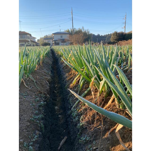 農家直送 茨城県産 泥付き ネギ 10キロ 白ネギ 長ネギ 食品/飲料/酒の食品(野菜)の商品写真