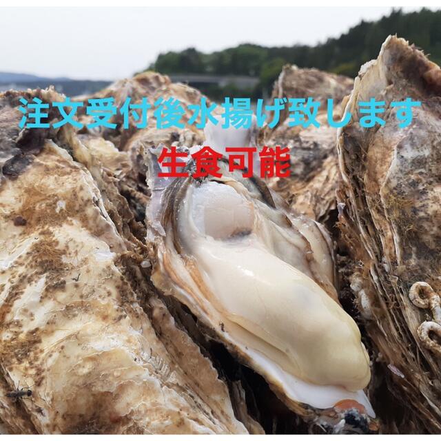 南三陸志津川産　漁師直送　生食可　真牡蠣5kg 送料込み　注文受付後水揚げ！