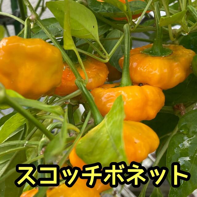 ハバネロオレンジ　種20粒　　　スコッチボネットジャマイカンイエロー　種20粒