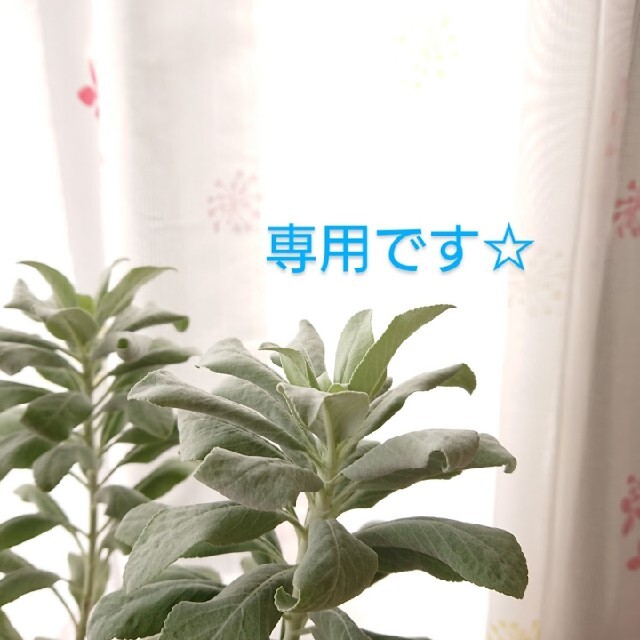 専用です☆