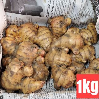 高知県産 土付き囲い生姜コンパクト(野菜)