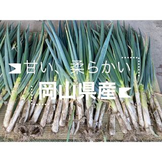 訳あり品  安く出品  白ネギ 皮付き 岡山県産 産地直送(野菜)