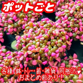 【ポットごと】桜吹雪 多肉植物 アナカンプセロス 紅葉 プレステラ プラ鉢(その他)