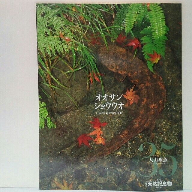 絶版◇◇週刊日本の天然記念物35 オオサンショウウオ◇◇日本産 絶版◇◇週刊日本の天然記念物35 オオサンショウウオ◇◇日本産