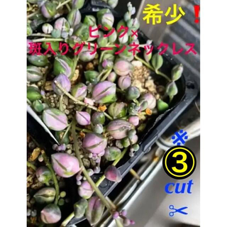 ✳️ピングリ３カットand桜吹雪720✳️(その他)