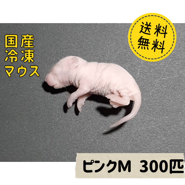クラシカルレインボーハッピーバード ストレスフリー養殖 冷凍ホッパーマウス 6cm 300匹 クール便 通販 ストレスフリー養殖 冷凍ホッパーマウス 6cm 100匹 クール便