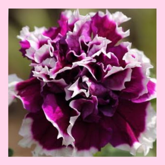 育て方付き❀発芽率高める方法でどうぞ!八重咲きペチュニア♡バープルピルエットの種 ハンドメイドのフラワー/ガーデン(その他)の商品写真