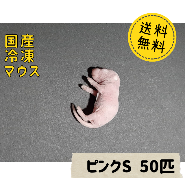 売り出し新作 国産冷凍マウス ピンクS 50匹 売り出し格安|その他,ペット用品 - dcwaindefla.dz 売り出し新作 国産冷凍マウス ピンクS 50匹 売り出し格安|その他,ペット用品 - dcwaindefla.dz