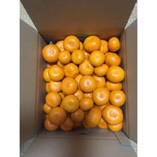 ★ 安全・安心な温州ミカン ★　2S～３L　愛媛県産10ｋｇ(フルーツ)