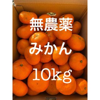 みかん　無農薬　10kg(フルーツ)