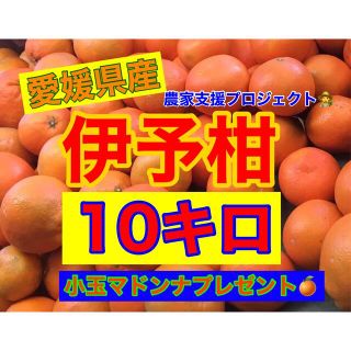 伊予柑10キロ  小玉マドンナつき！(フルーツ)