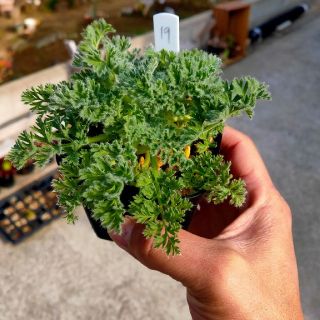 塊根植物 ペラルゴニウム アッペンディクルカツム ⑲(その他)