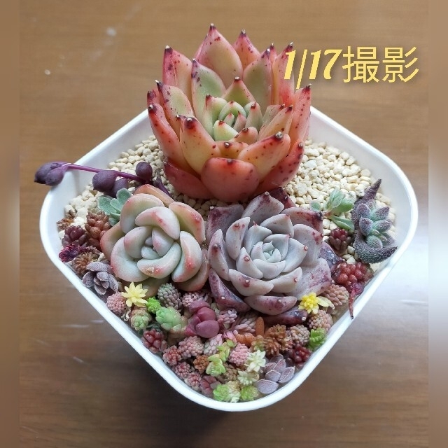 多肉植物　多肉　ヤッピー35873様専用　韓国苗　セダム　センペルビウム ハンドメイドのフラワー/ガーデン(その他)の商品写真