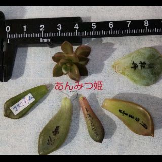 【多肉植物】カット苗　葉挿し５種(その他)