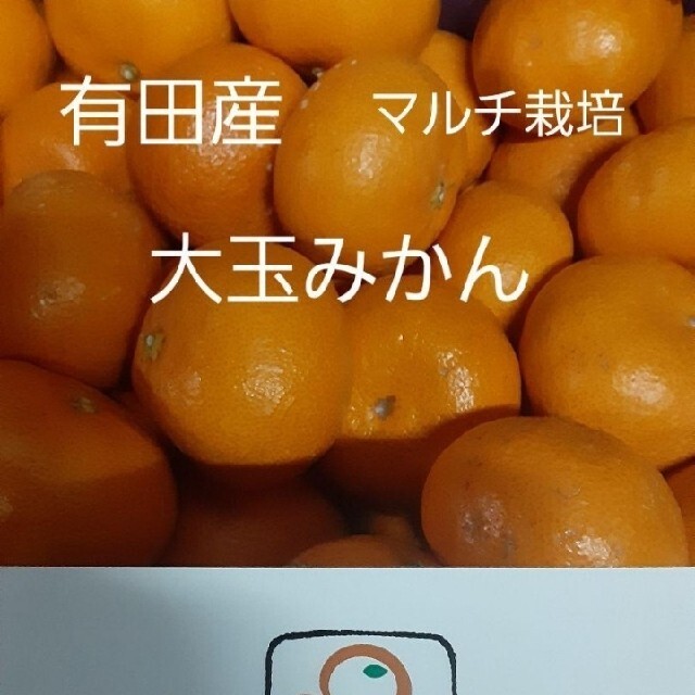 和歌山県有田産　マルチ栽培　大玉みかん5kg 食品/飲料/酒の食品(フルーツ)の商品写真