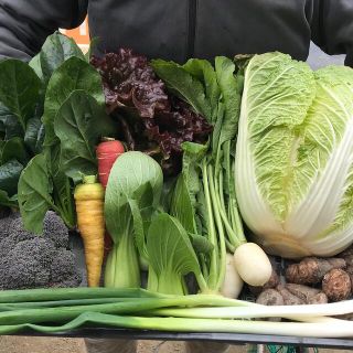 こじゃじ様専用です❤️ 無農薬減農薬野菜セット　　白菜食べ比べ100サイズ(野菜)