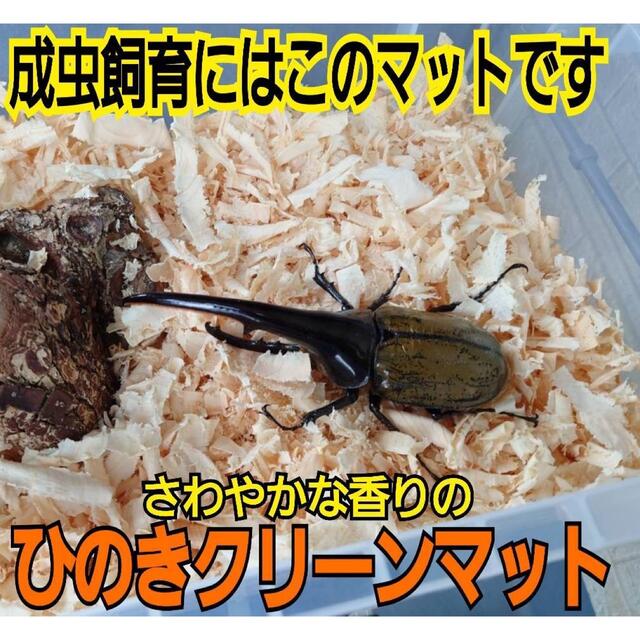 のカブトムⅵ カブト、クワガタの成虫管理専用☆爽やかな香りの針葉樹