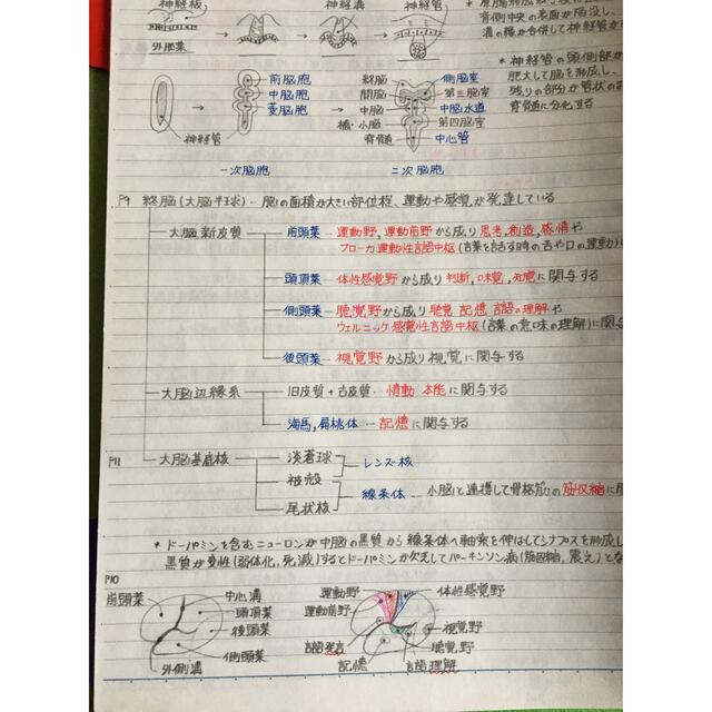 薬剤師国家試験、CBT、薬学部定期試験対策【解剖学+生理学A 薬剤師国家試験、CBT、薬学部定期試験対策【解剖学+生理学A