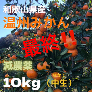 みかん 減農薬 10kg  中生みかん 和歌山県産(フルーツ)