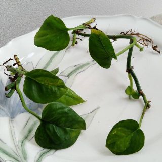 ポトス　グローバルグリーン　苗　観葉植物　寄せ植え(その他)