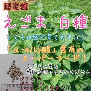 えごま 白種 固定種 種子 種 スーパーフード(野菜)