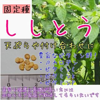 ししとう 固定種 種子 種(その他)