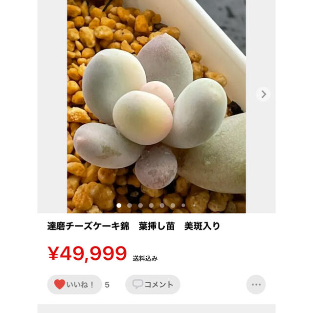 多肉植物 ハンドメイドのフラワー/ガーデン(その他)の商品写真