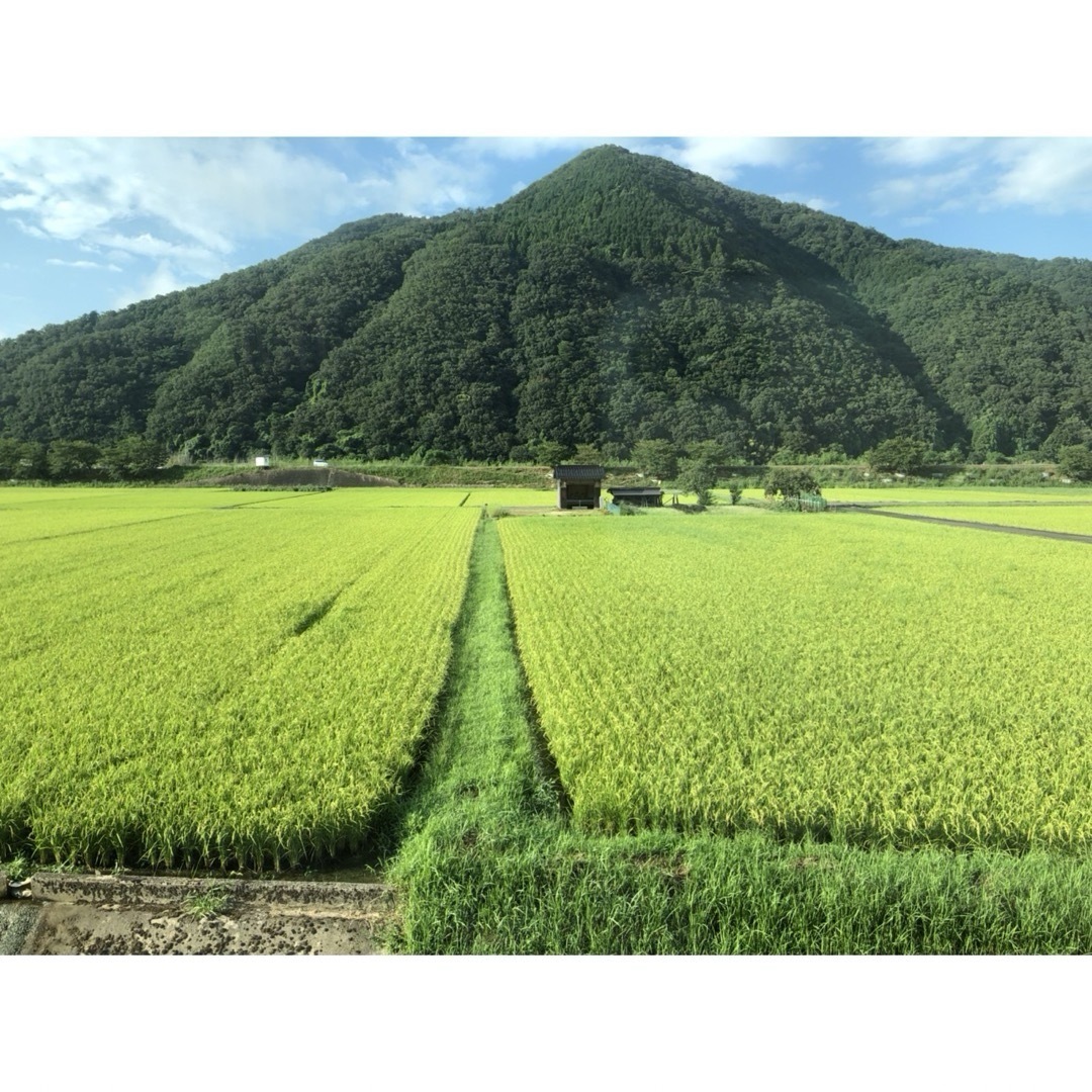福島県内産 天のつぶ米 令和5年産 10kg（5kg×2個） 値引き可能です
