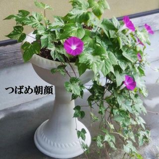 春まき花の種　アサガオの種「つばめ朝顔」20粒　一年草(その他)