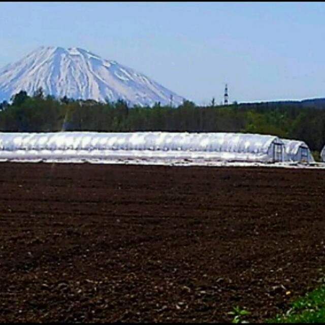 奏様専用 20㎏  食品/飲料/酒の食品(野菜)の商品写真