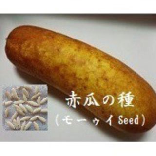 RG0110　赤うり（モーウィ）の種　30粒　おきなわ　赤毛瓜　Seed　タネ(野菜)