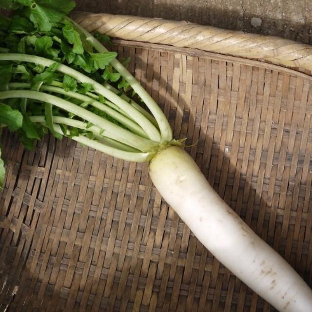 熊本産無農薬野菜詰め合わせ 食品/飲料/酒の食品(野菜)の商品写真