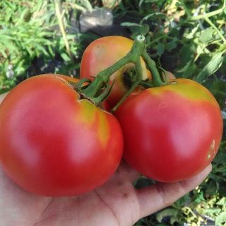 1月～5月に播種　希少種　アロイトマトの種　10粒　野菜の種(その他)