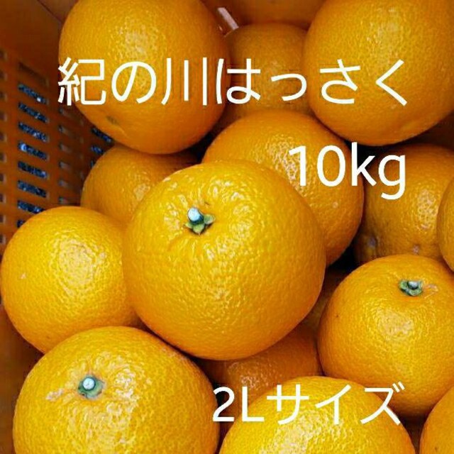 八朔　生産量日本一の紀ノ川はっさく上品(^^) 　10キロ　2Lサイズ 食品/飲料/酒の食品(フルーツ)の商品写真